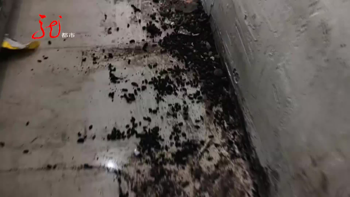 老鼠溜进家中"聚会" 满地老鼠屎惨不忍睹