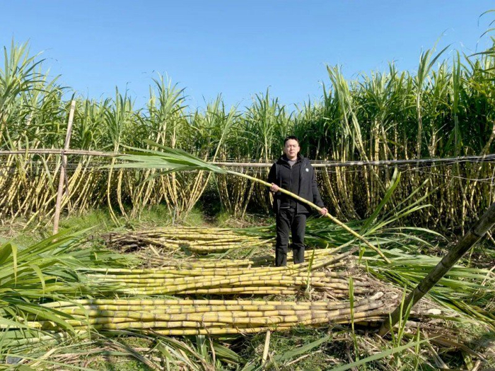 如何种植甘蔗 w700d1q75cms.jpg