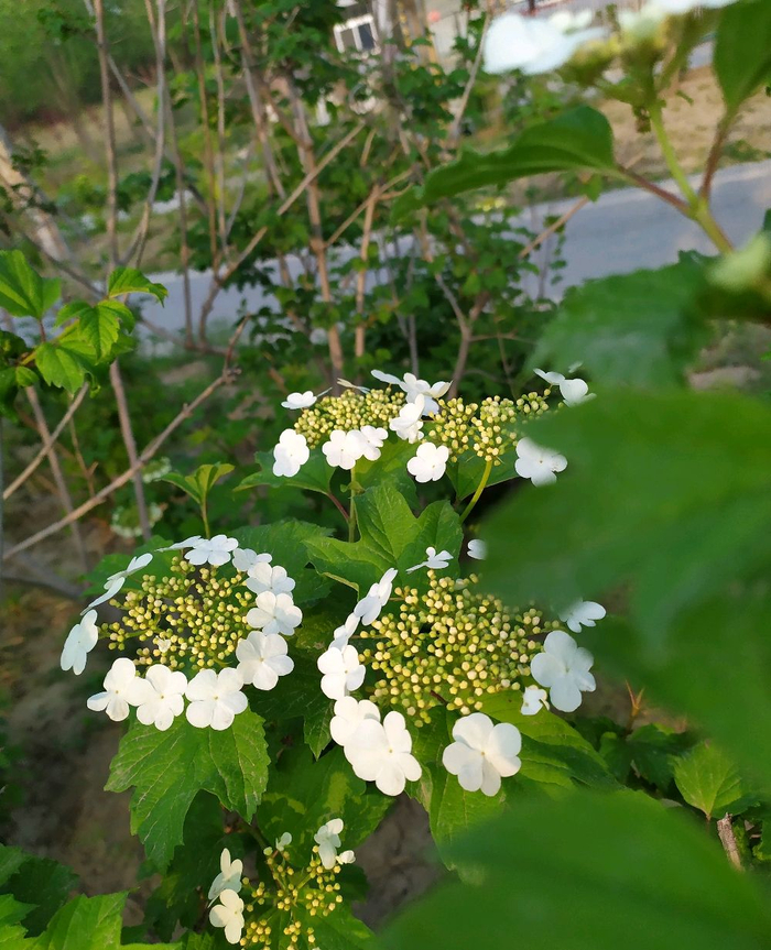 天目琼花,又名:佛头花、鸡树条。是集绿化美化于一身的灌木植物