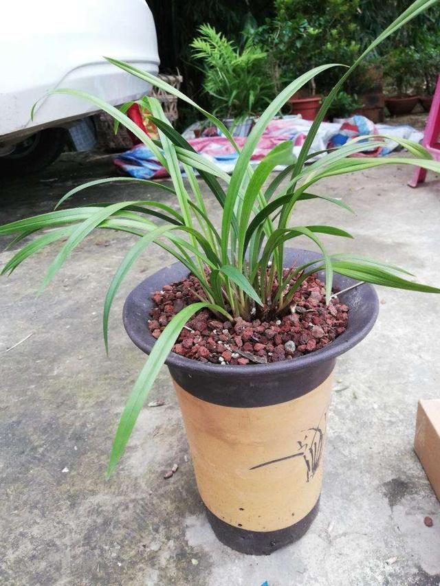 香味最浓郁的兰花,价格很亲民,养一盆,满屋都是它的香