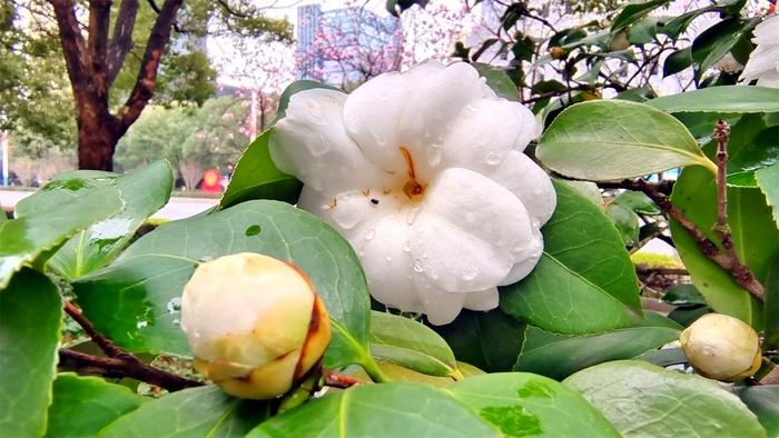 雨中赏花 白色山茶花