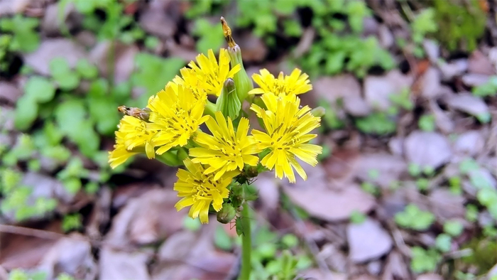 小花也可爱黄鹌菜欣赏