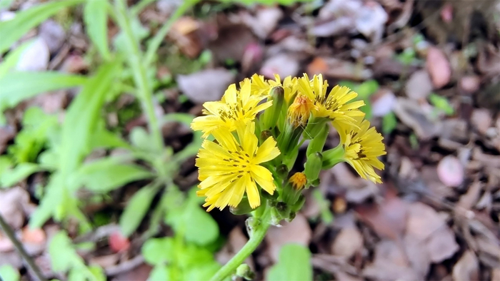小花也可爱黄鹌菜欣赏