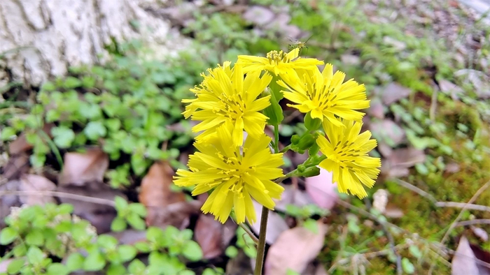 小花也可爱黄鹌菜欣赏