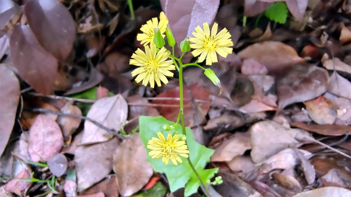 小花也可爱黄鹌菜欣赏