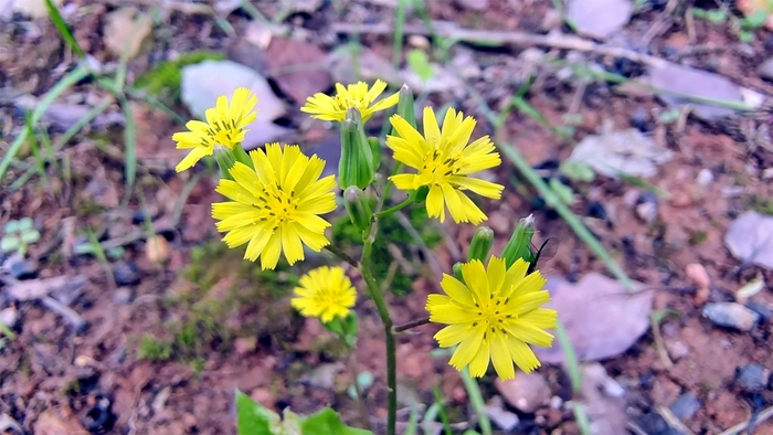 小花也可爱黄鹌菜欣赏