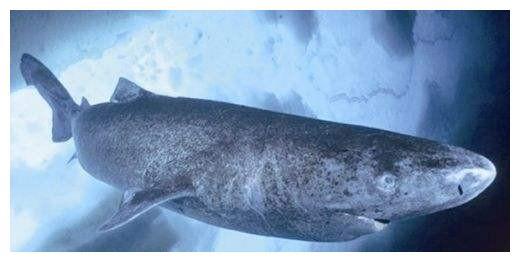 世界上最孤独的鲨鱼，已有512岁行动变得缓慢，眼睛也在慢慢退化
