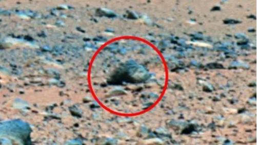 火星照片再次出现“生物”，这次是一只猪，是火星文明养的吗？
