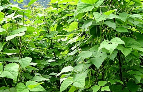 农村这种植物,很多人称其为扁豆,芸豆,也有人称其为刀豆,菜豆,四川的