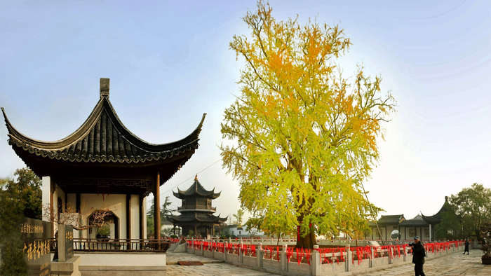 探访世界第一的雄性银杏树--郯城迎来老神树最佳观赏期