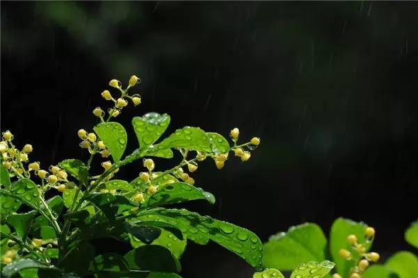 香美人米兰花如何养，想要花香袭人，你需要注意种植要点__财经头条