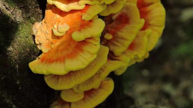 硫磺菌的价值那么这种野生菌有何价值呢？根据考察得知，它在价值上可分为两个部分
