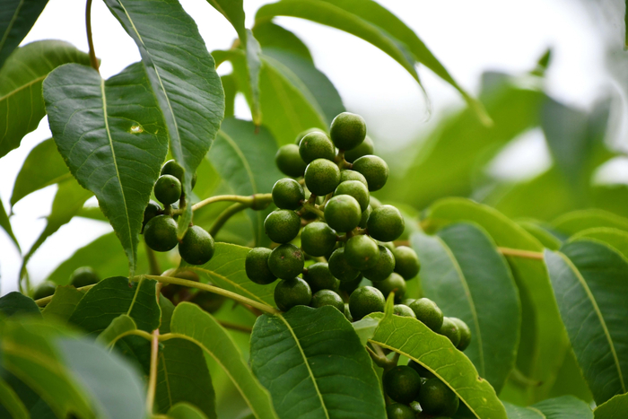 黄檗树果实原创拍摄