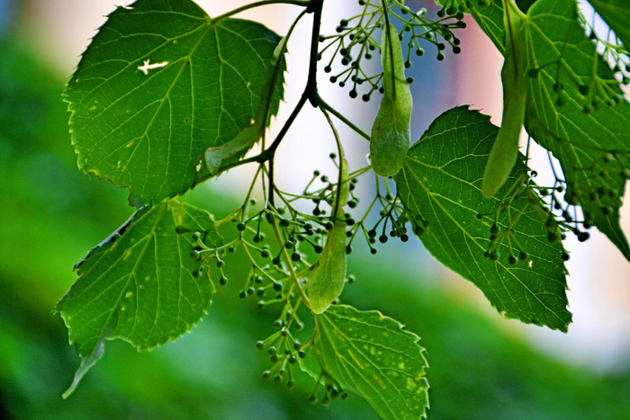 椴树青果实,原创拍摄