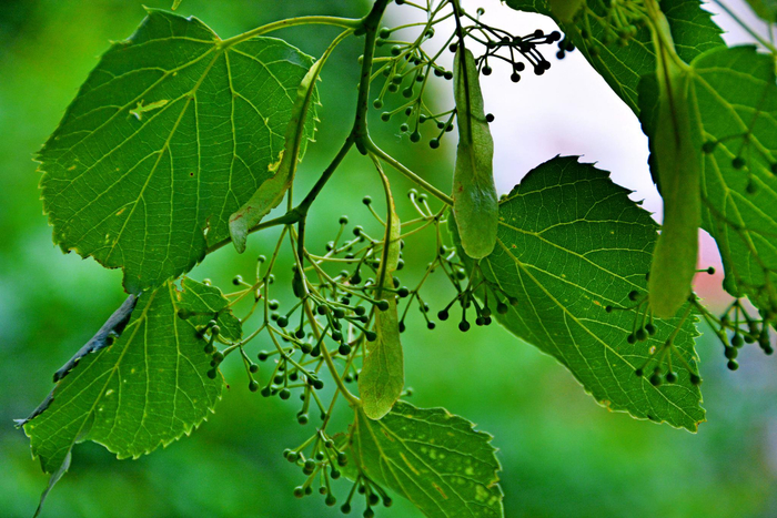 椴树青果实,原创拍摄