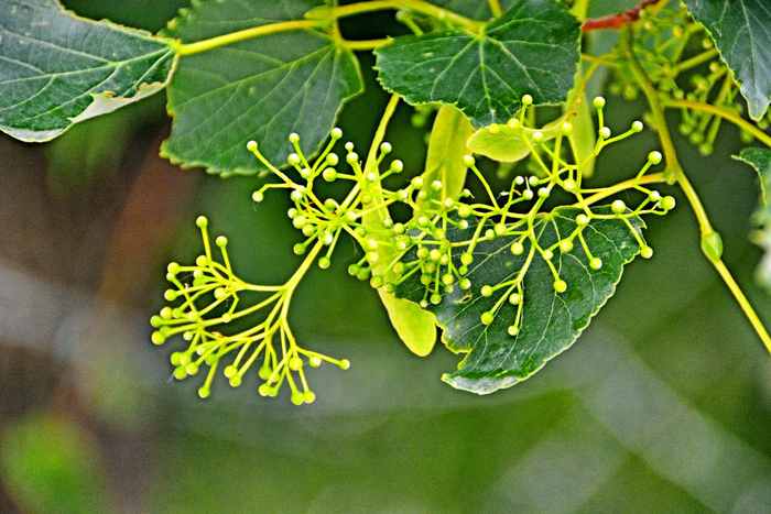 椴树青果实,原创拍摄