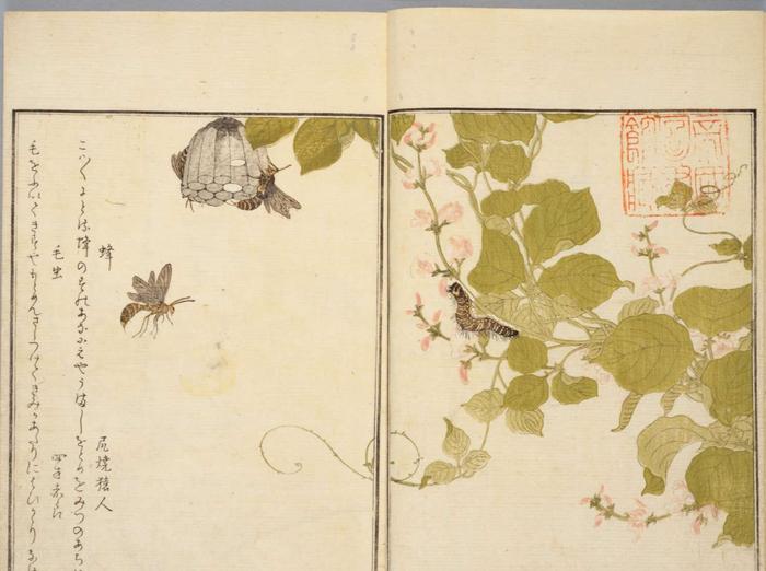 艺术欣赏，喜多川歌麿的《画本虫撰》