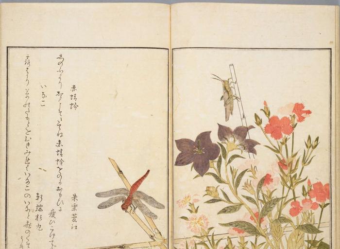 艺术欣赏，喜多川歌麿的《画本虫撰》