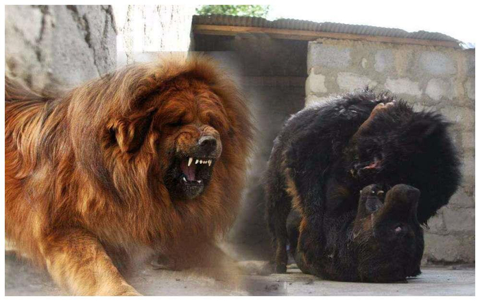 全球最大的“藏獒王”,比普通藏獒大2倍,狮子见了都要抖三抖!_新浪新闻