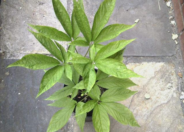 山里一种五叶草个头不大价值却要700元一斤认识吗