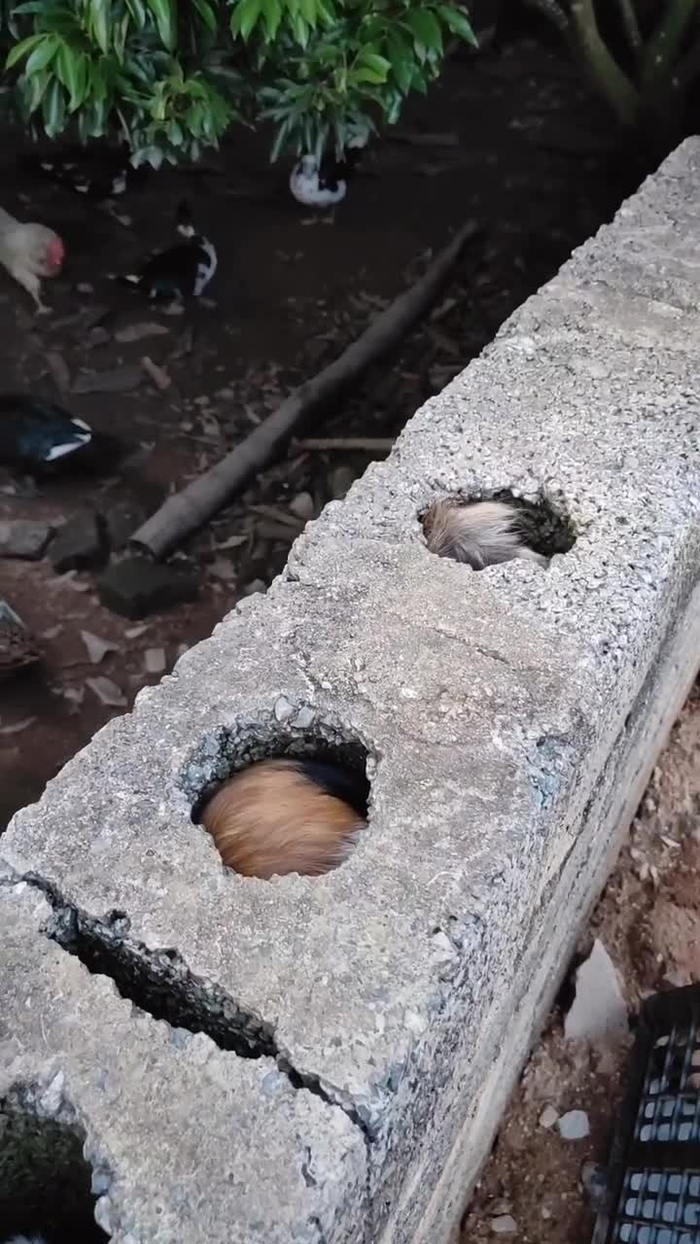 石头洞长了神秘物体
