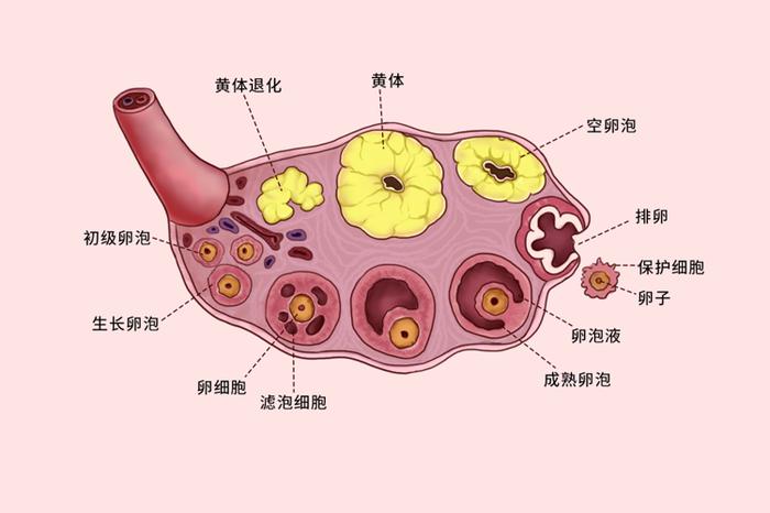 同房后酿成的悲剧:黄体破裂,夫妻生活不是打仗,要适度