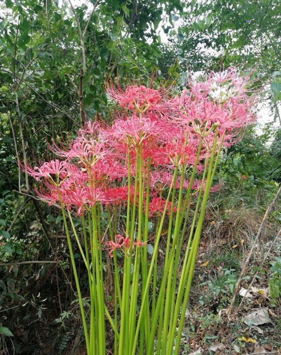 幽灵花长什么样子图片图片