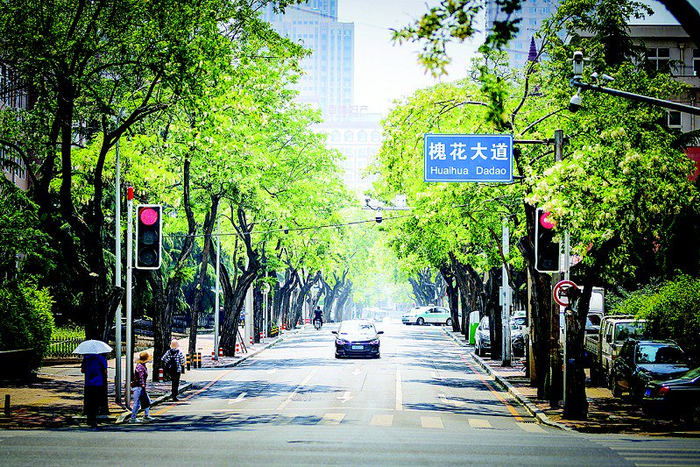 大连十条赏槐线路共赴芬芳之旅|槐花|岛镇|芬芳_新浪新闻