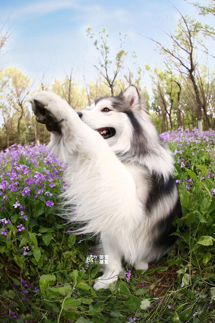 别看阿拉斯加个子大其实也是个宝宝啊