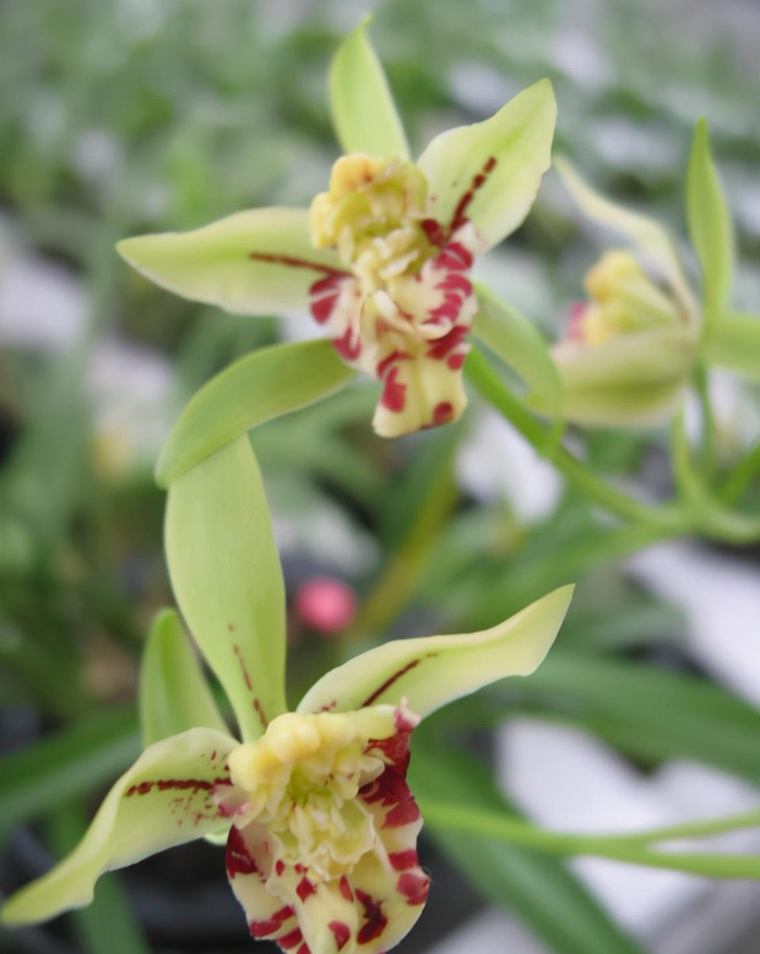 建兰奇花梨山狮王绿杆绿花花香扑鼻养护简单物美价廉