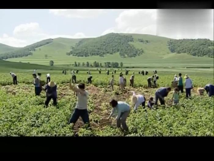 鸟大爷闺女小花图片