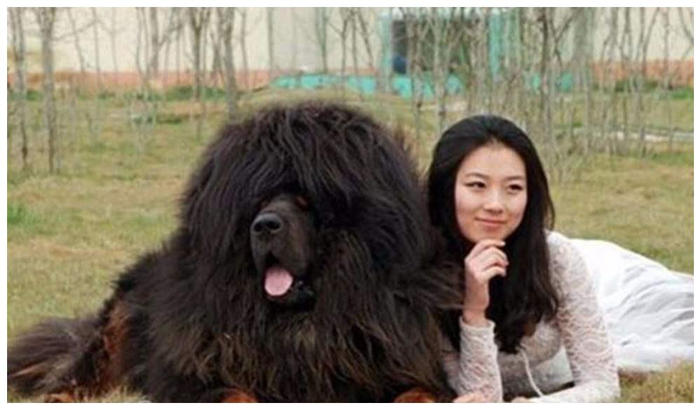 全球最大的“藏獒王”,比普通藏獒大2倍,狮子见了都要抖三抖!_新浪新闻