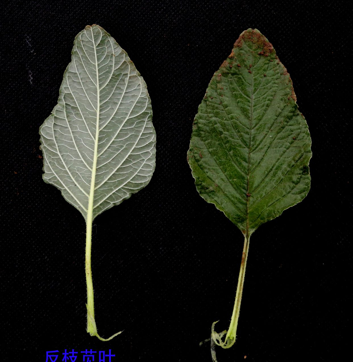 苋科反枝苋花、花序、花群体、果序、果群体、根、茎及叶原图