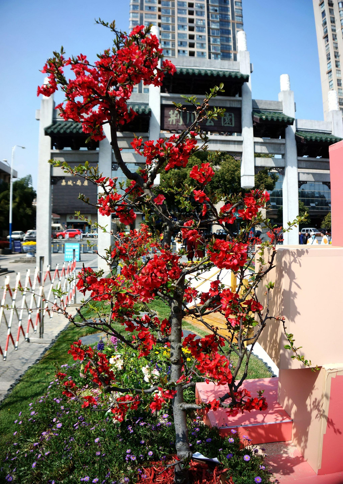 春韵海棠寻美荆川常州市第十二届海棠花会隆重启幕