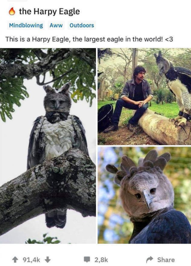 照片中的男子,和一只哈比鹰一起坐在树干上,对比之下,人们终于意识到