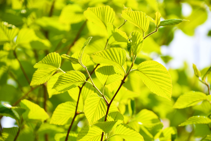 欧洲大叶榆,原创拍摄