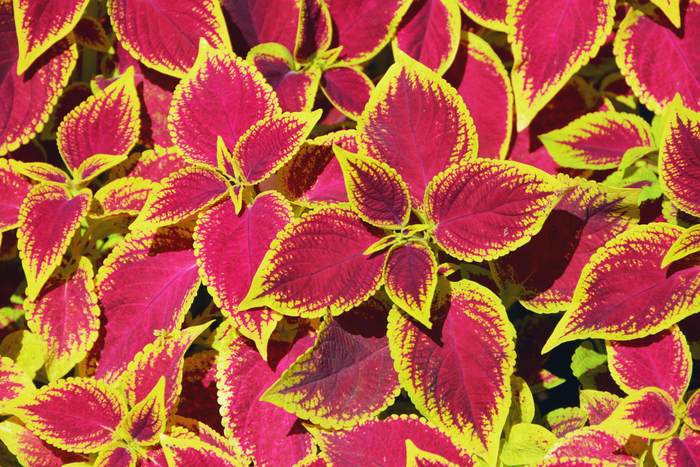 金边粉紫色彩叶草原创拍摄