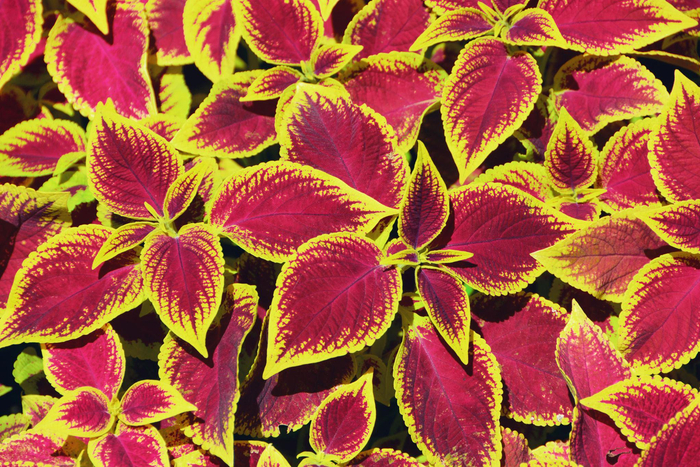 金边粉紫色彩叶草原创拍摄