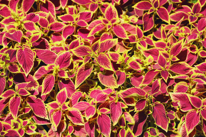 金边粉紫色彩叶草原创拍摄