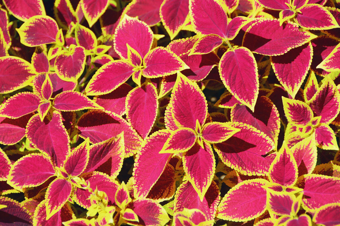 金边粉紫色彩叶草原创拍摄