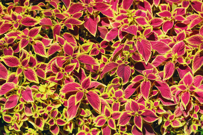 金边粉紫色彩叶草原创拍摄