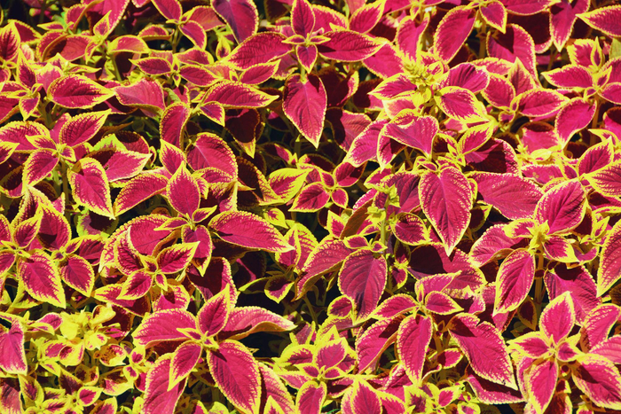 金边粉紫色彩叶草原创拍摄