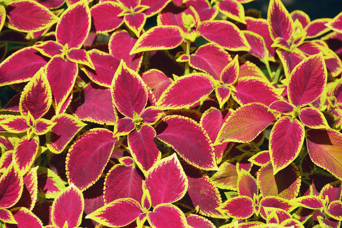 金边粉紫色彩叶草原创拍摄