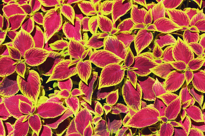 金边粉紫色彩叶草原创拍摄