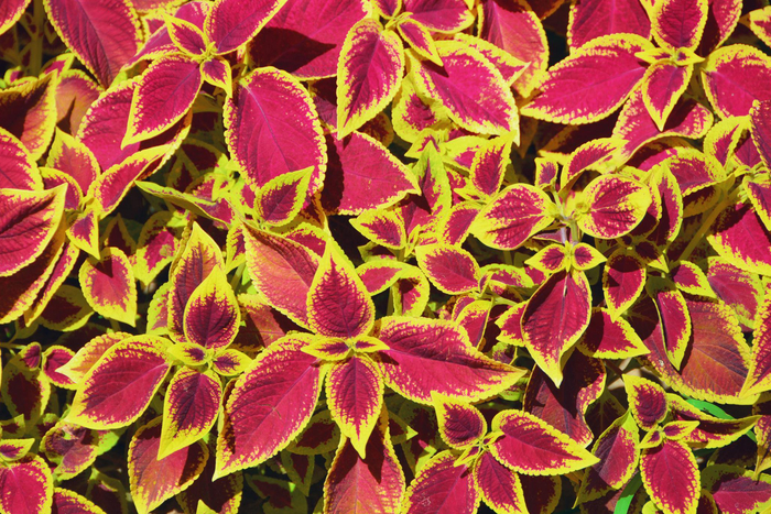 金边粉紫色彩叶草原创拍摄