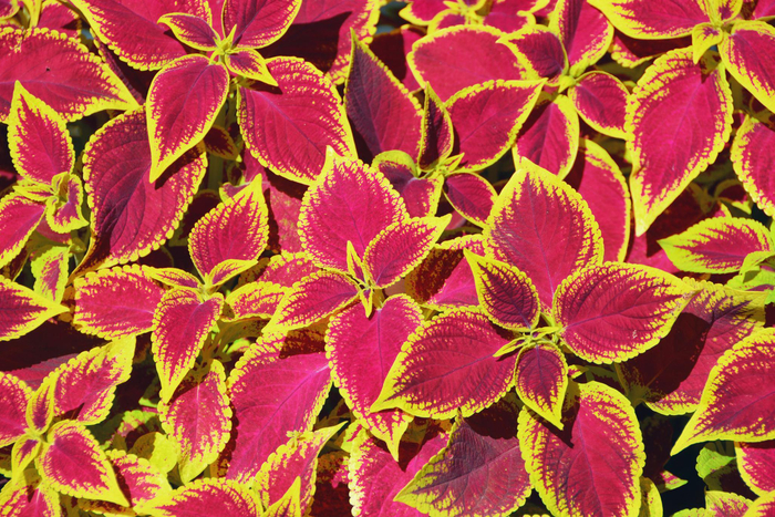 金边粉紫色彩叶草原创拍摄