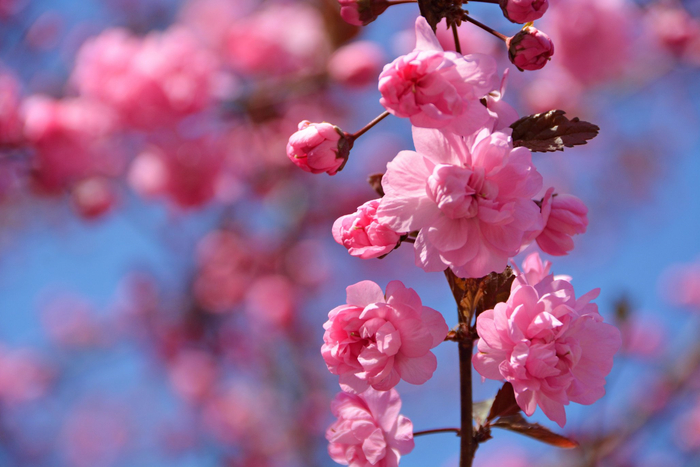 紫叶樱花原创拍摄