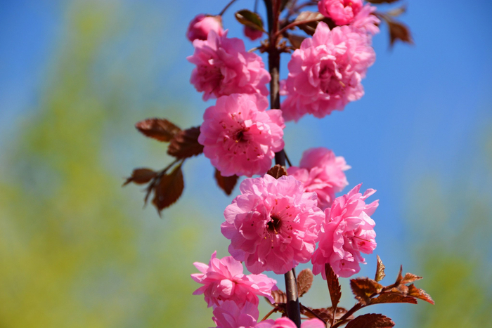 紫叶樱花原创拍摄