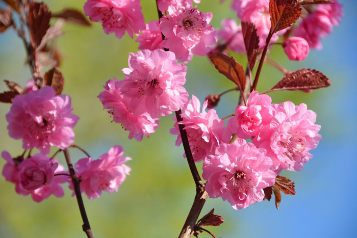 紫叶樱花原创拍摄