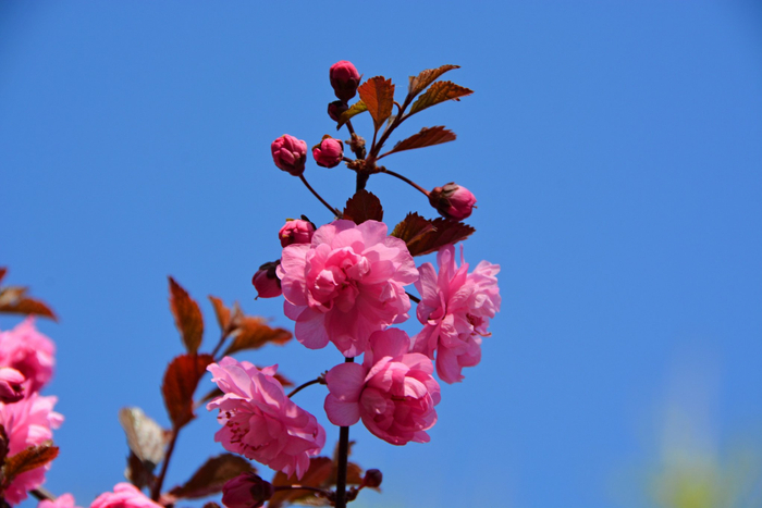 紫叶樱花原创拍摄
